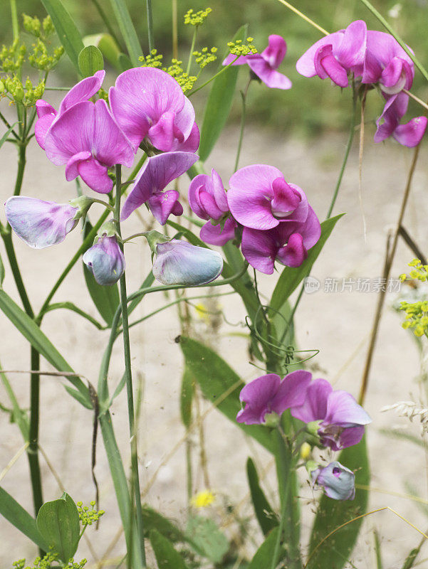 阔叶万年青豌豆(Lathyrus latifolius)